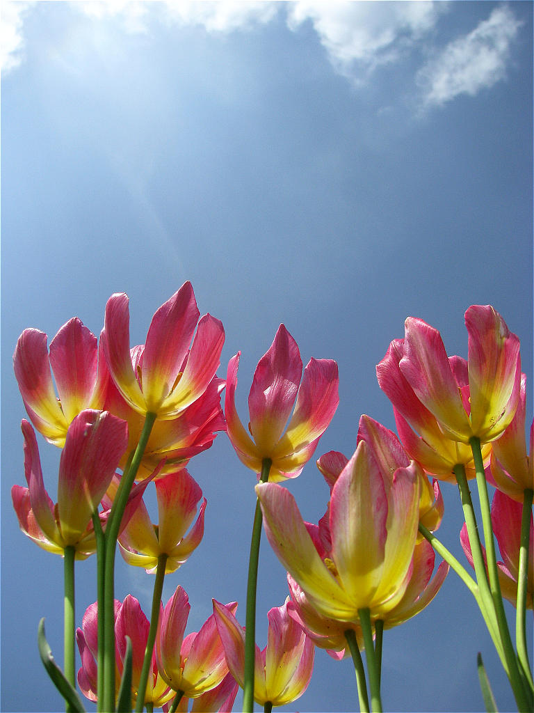 Macro