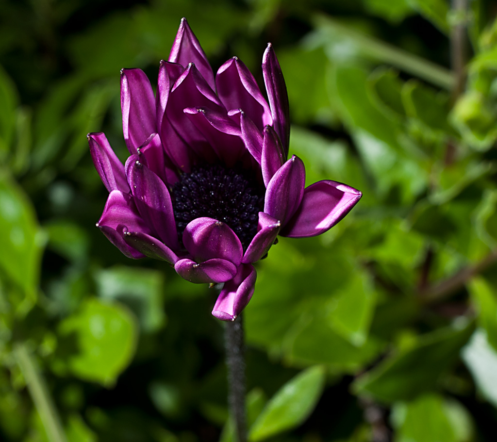 MacroblumelilamitKelch