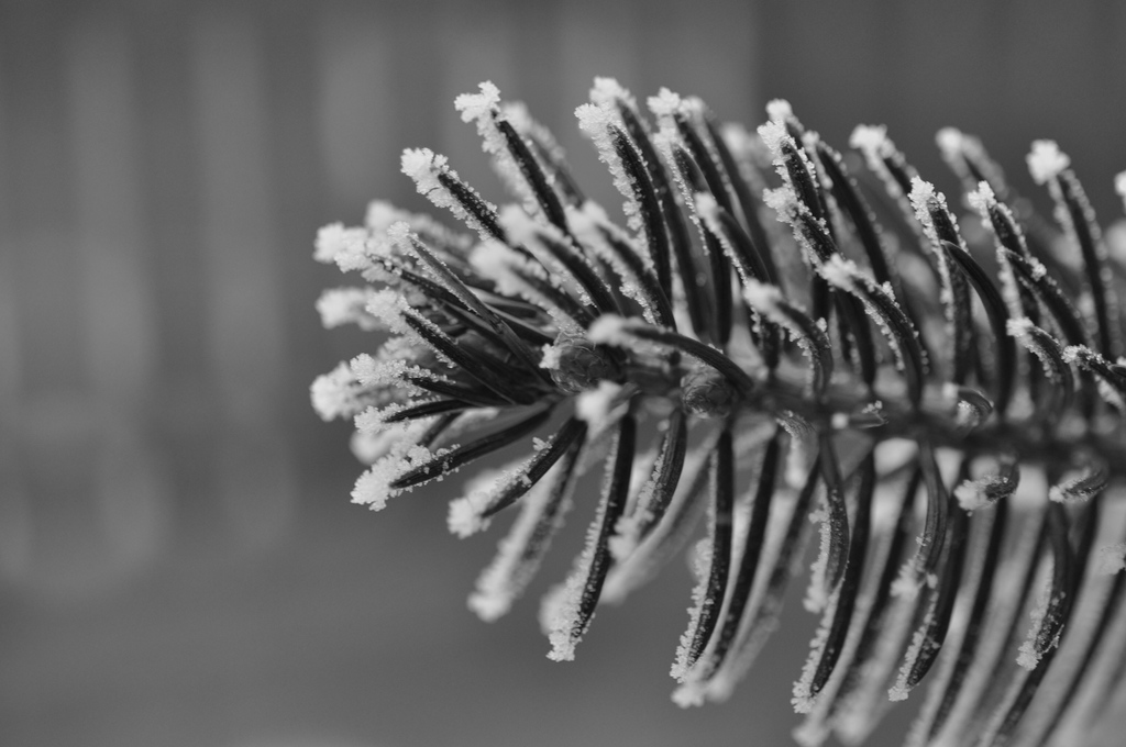 Macrotest1