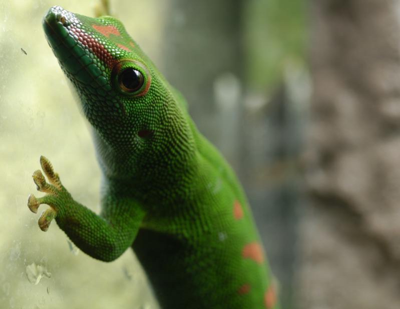 Madagaskar Taggechse DSC4213