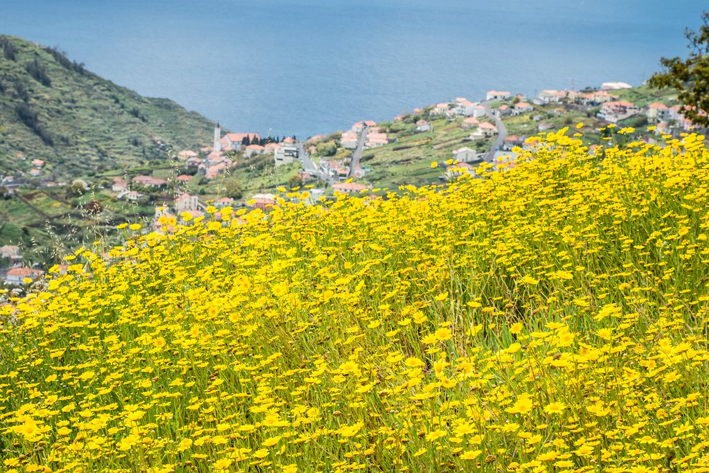 Madeira (11)
