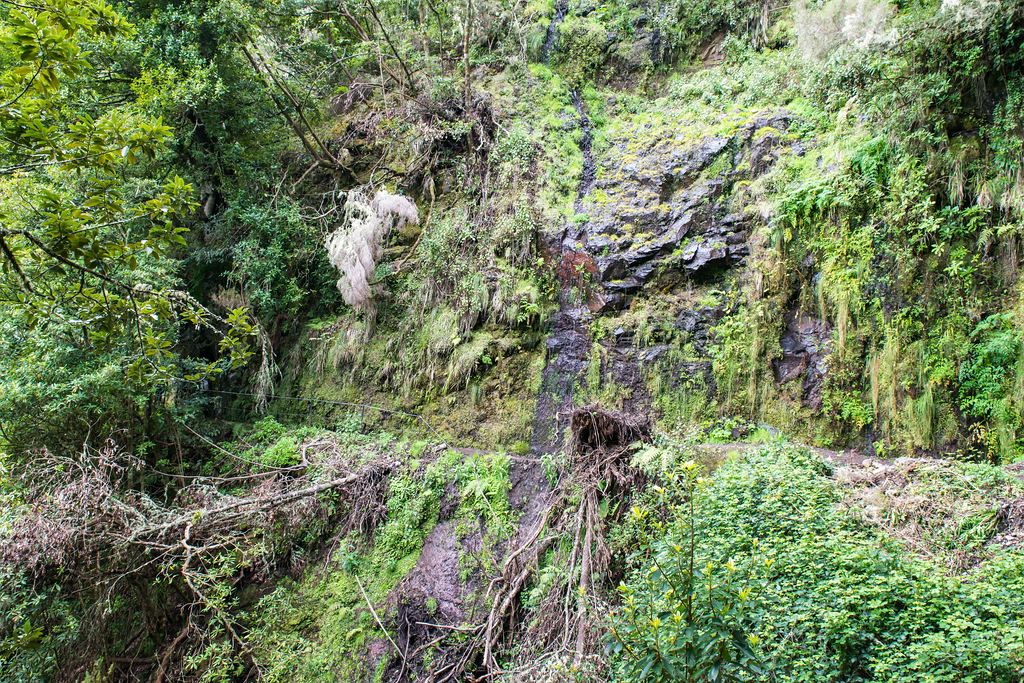 Madeira (30)