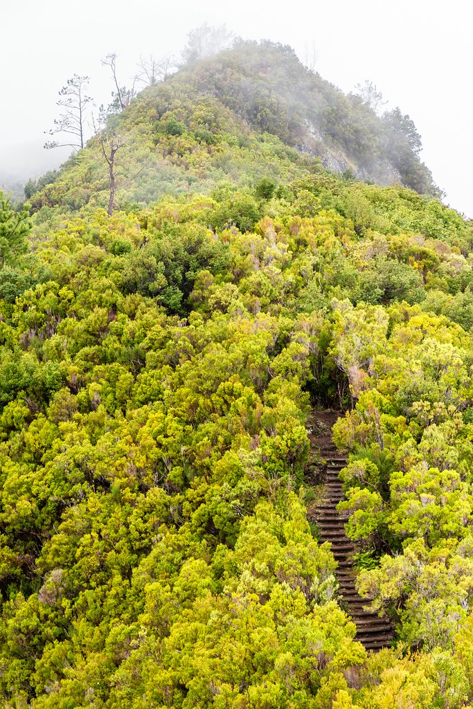 Madeira (45)