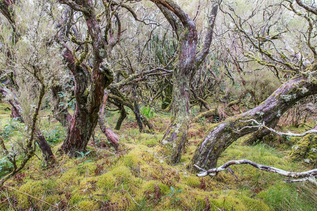 Madeira (47)