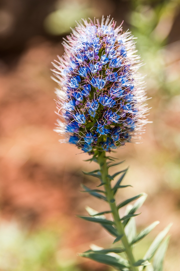 Madeira (63)