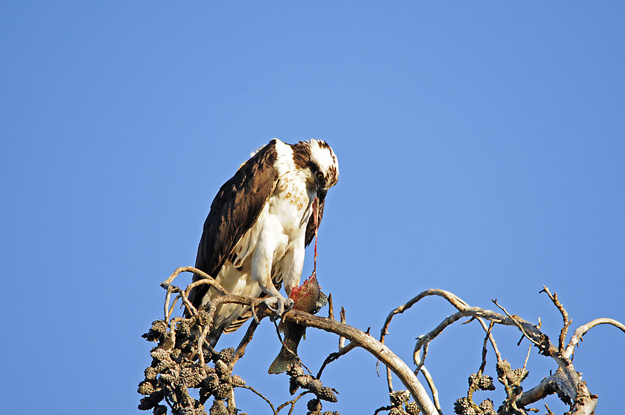 Maennchen beim Fressen