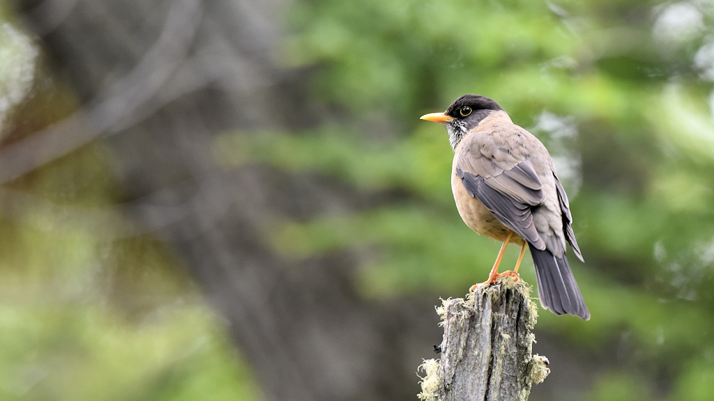 Magelandrossel (austral thrush)
Nationalpark Tierra del Fuego, Argentinien

s2570 Austral Thrush 5158