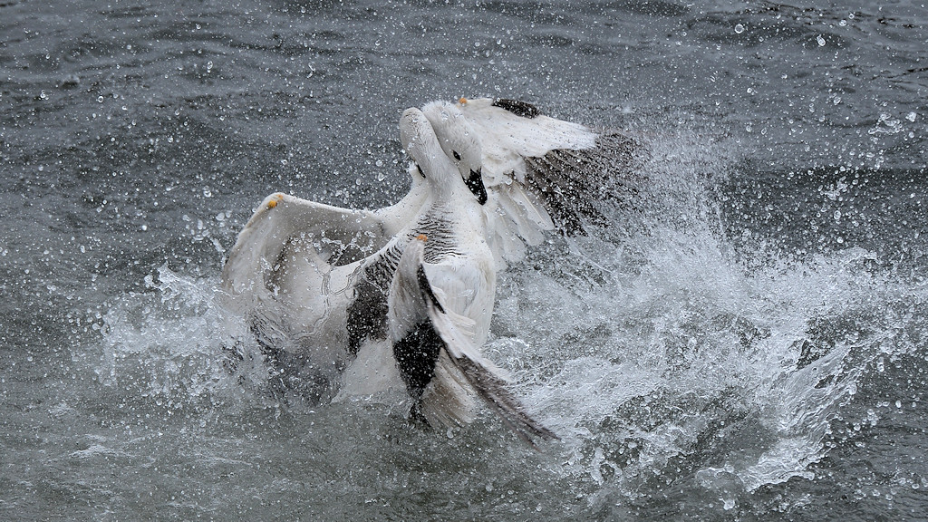 Magellan Gans (Upland Goose)
Carcass Island
9322