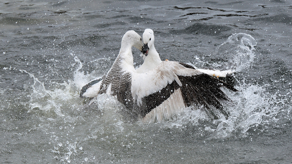 Magellan Gans (Upland Goose)
Carcass Island
9360