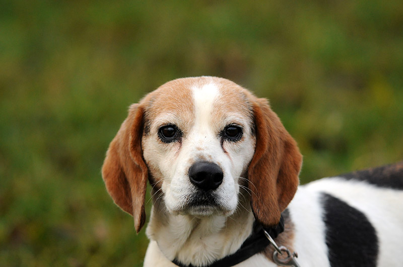 maggie