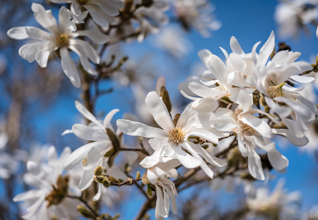 Magnolia stellata