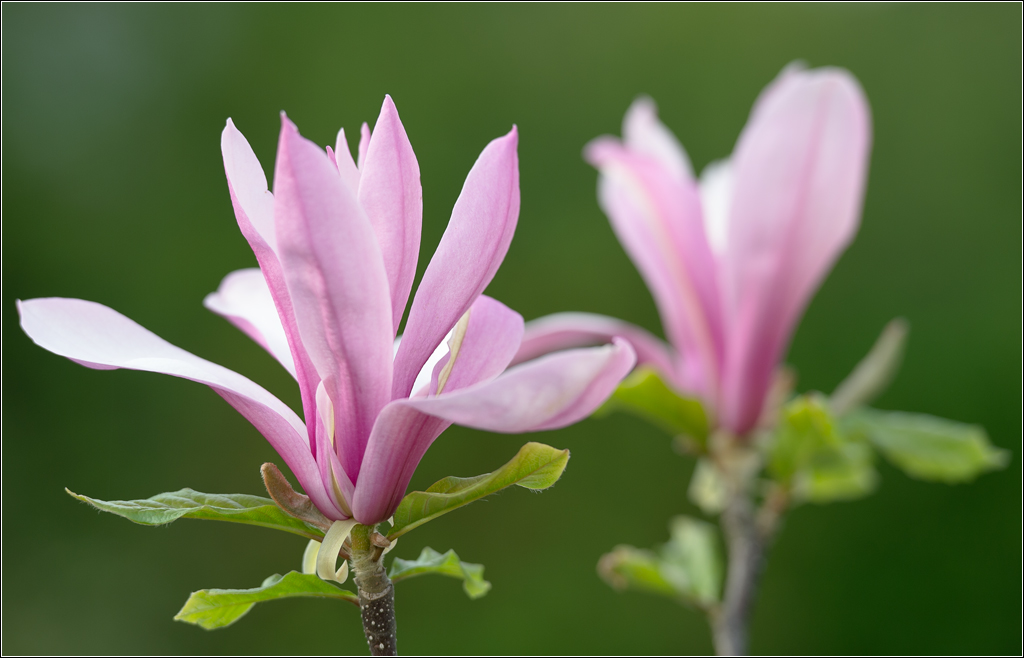 magnolia
