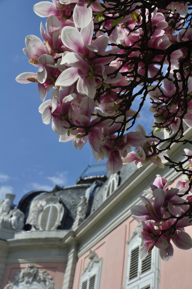 Magnolia