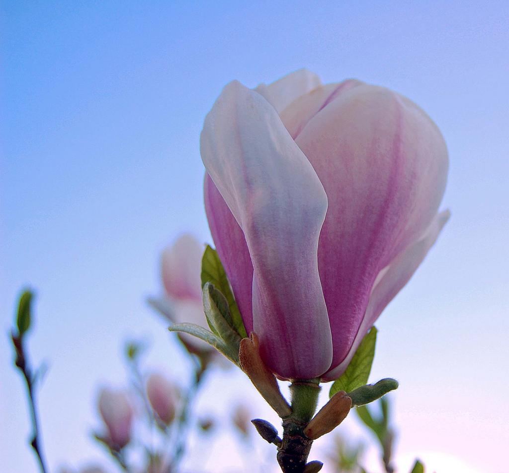 Magnolie 2