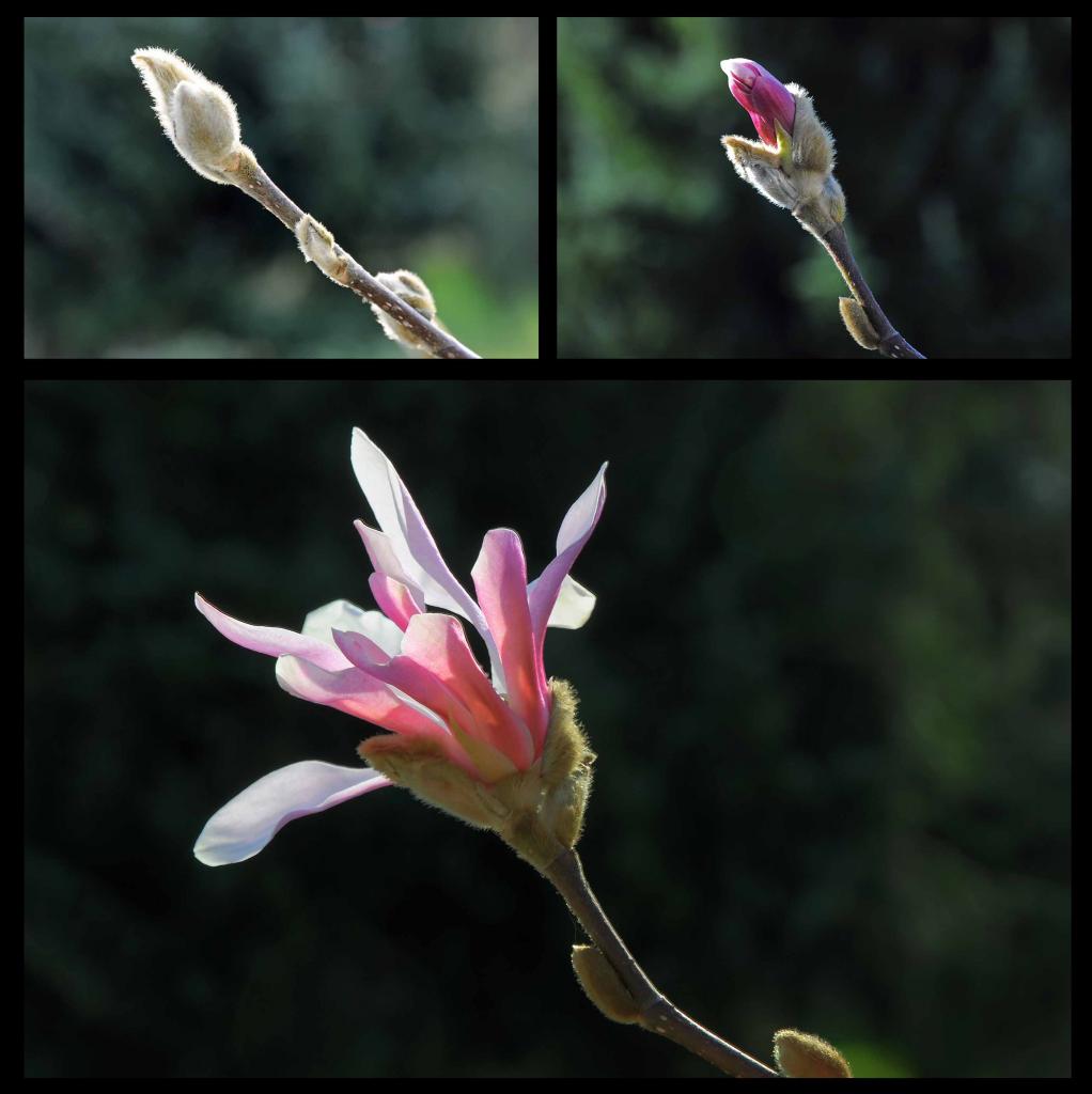 Magnolie 3
