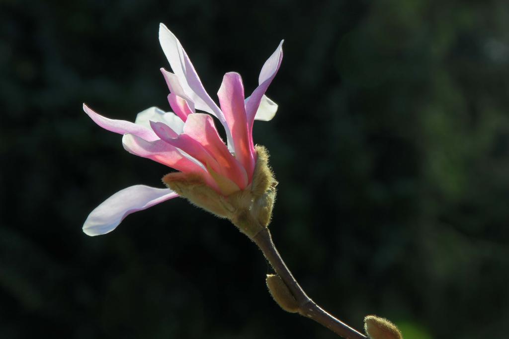 Magnolie