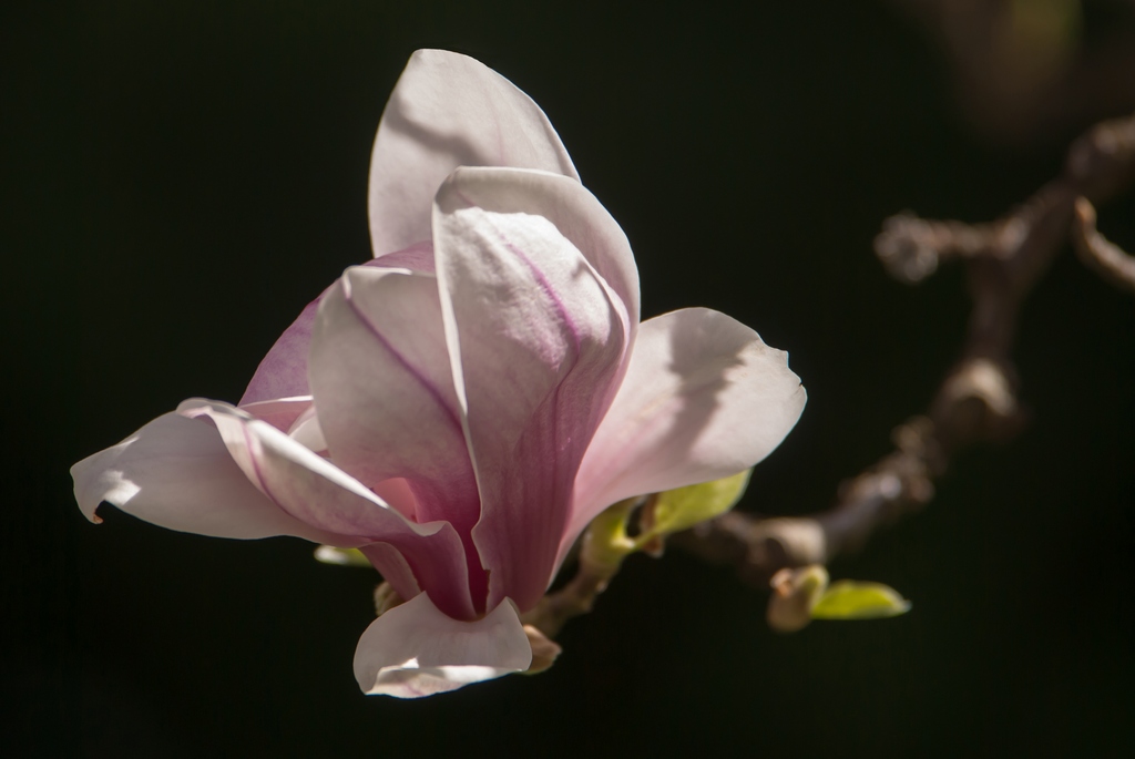 Magnolie