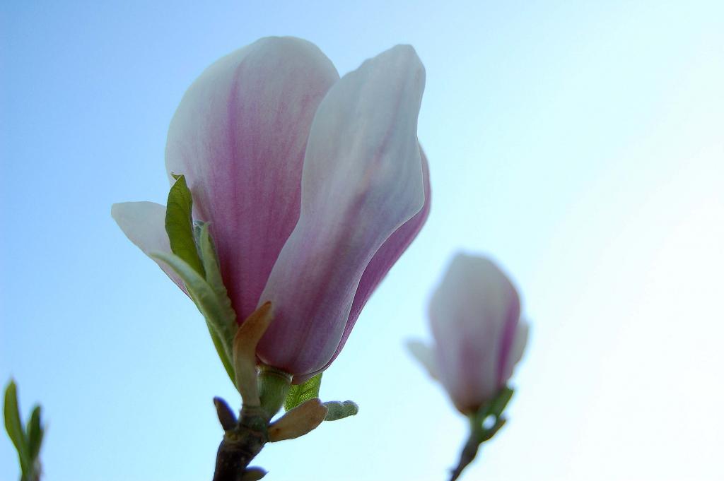 Magnolie
