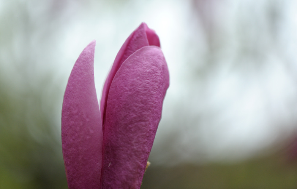 magnolie1 JKK 6585