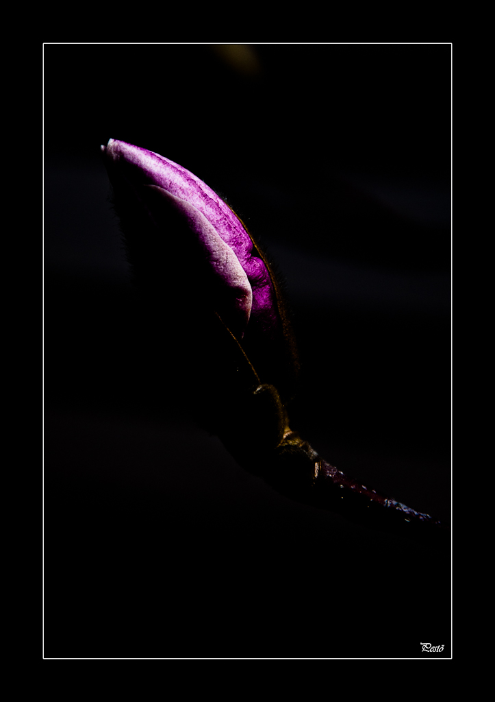 magnolie1