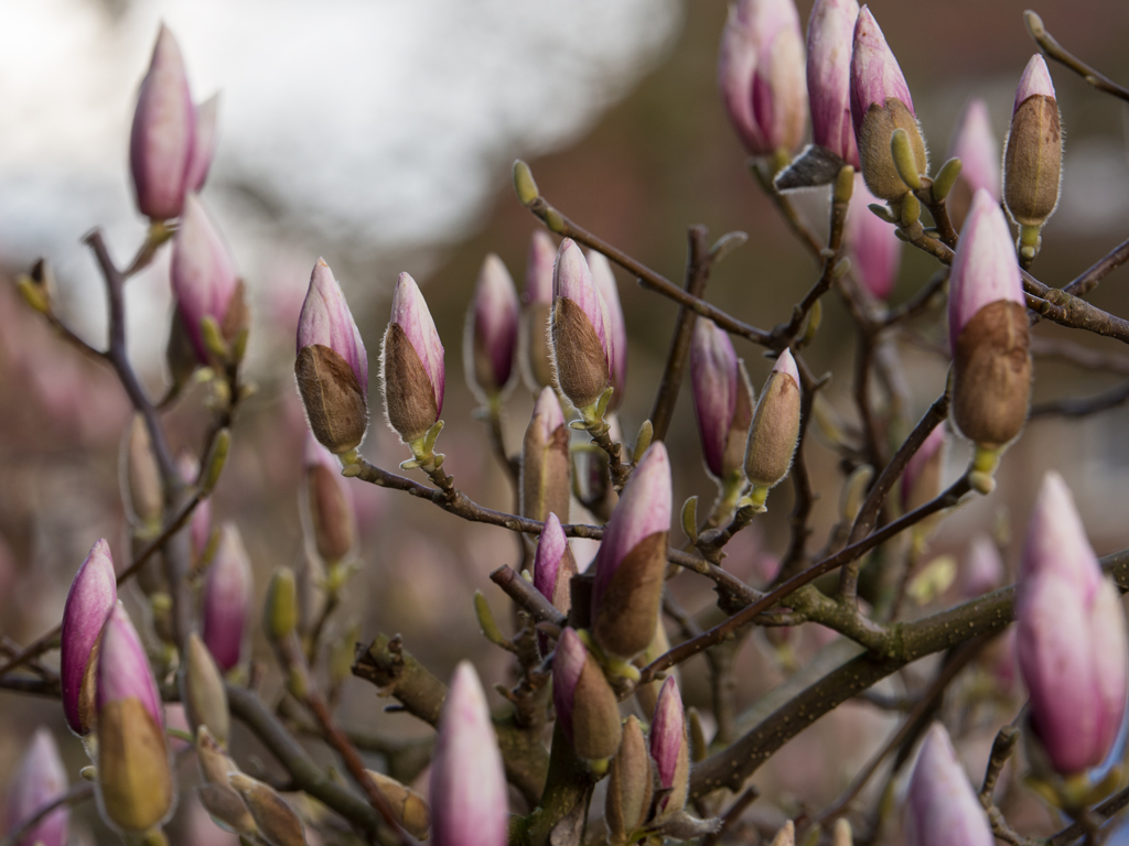 Magnolie1