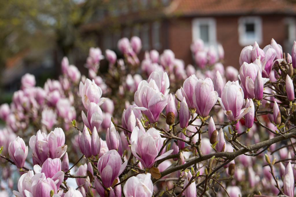 Magnolie1