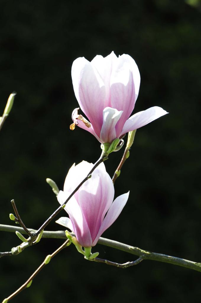 Magnolie1