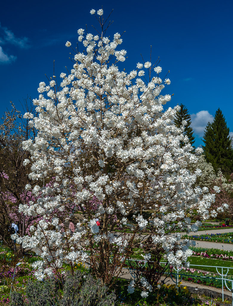 Magnolien voll erblüht