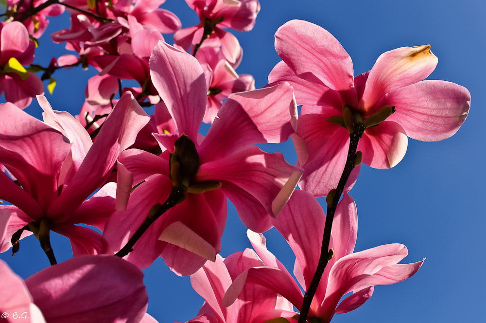 Magnolien