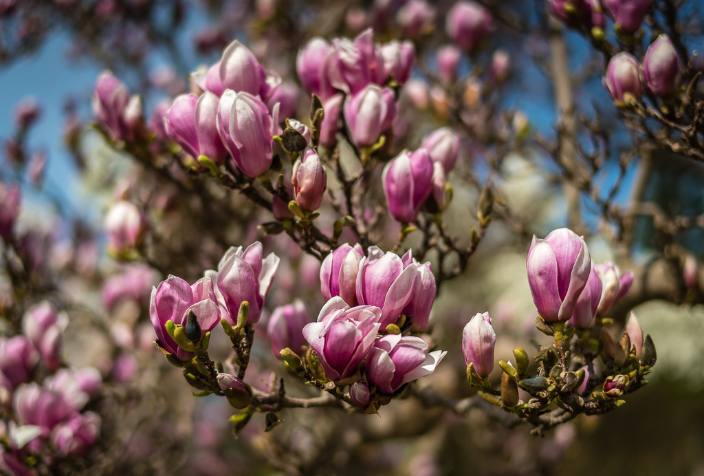 Magnolien