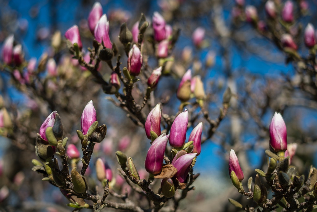 Magnolien