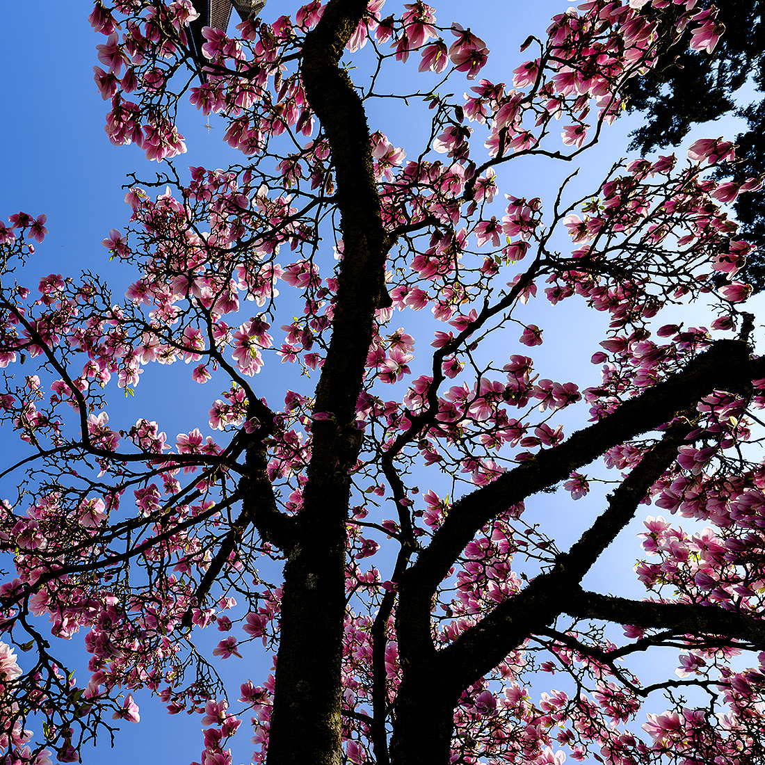 Magnolienbaum.jpg