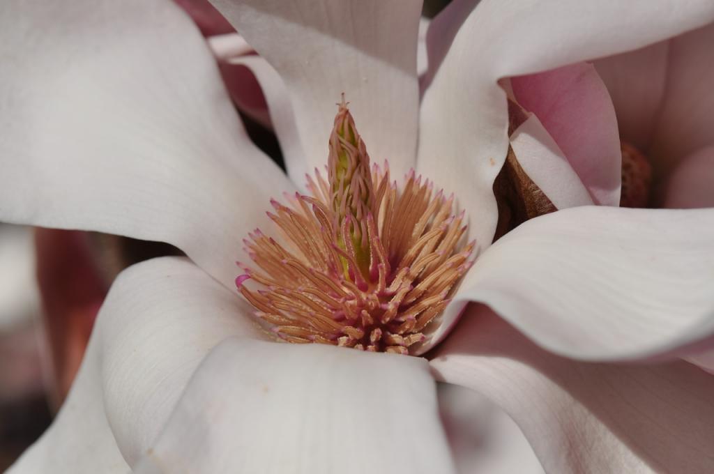Magnolienblüte