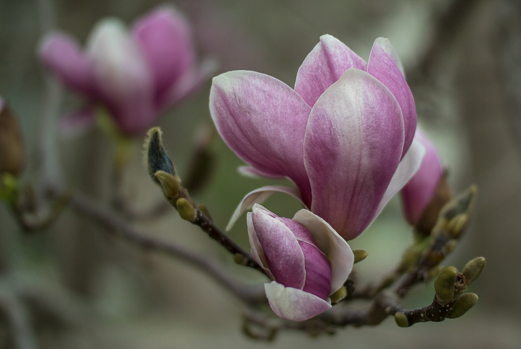 Magnolienblüten