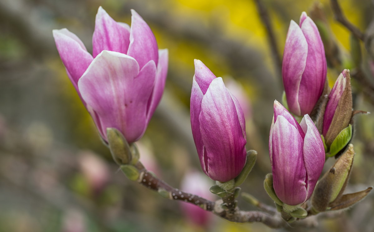 Magnolienblüten