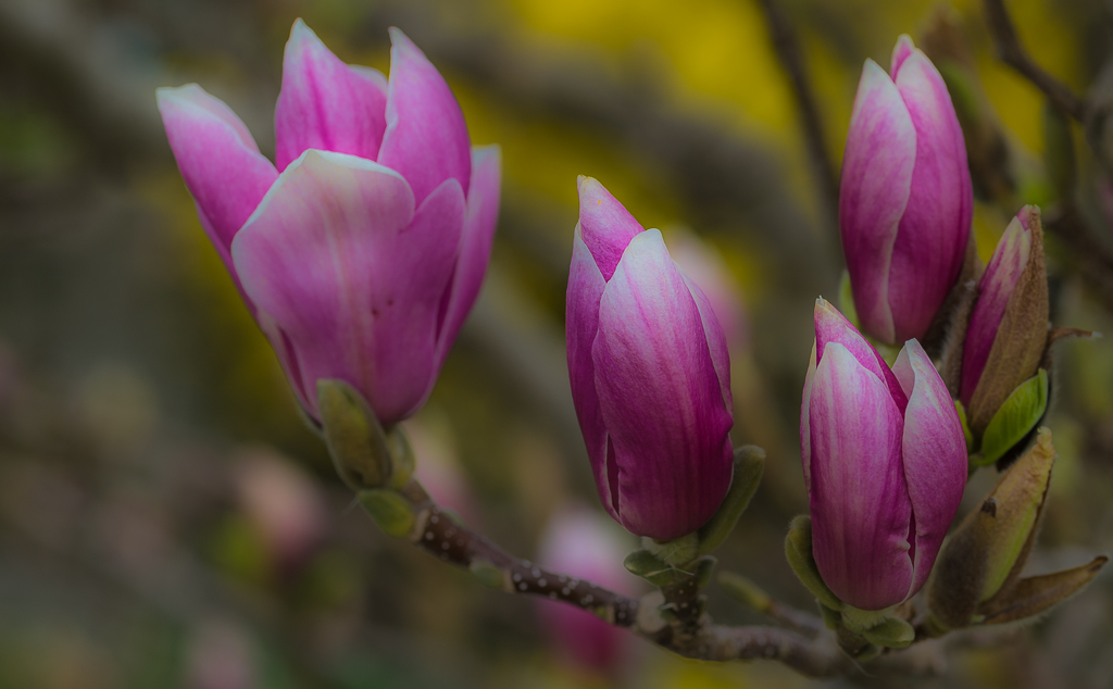 Magnolienblüten