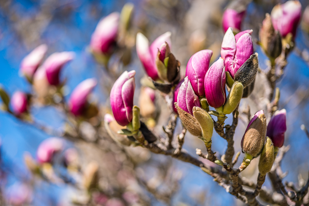 Magnolienblüten