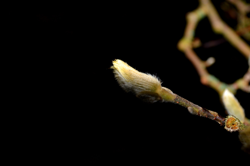 Magnolienknospe