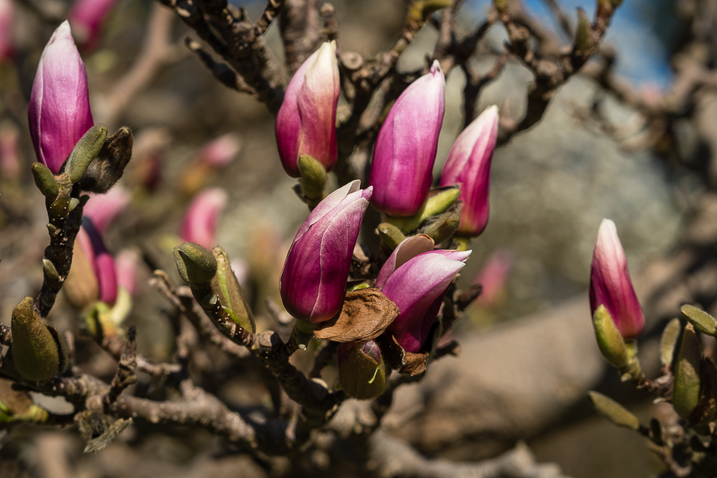 Magnolienknospen