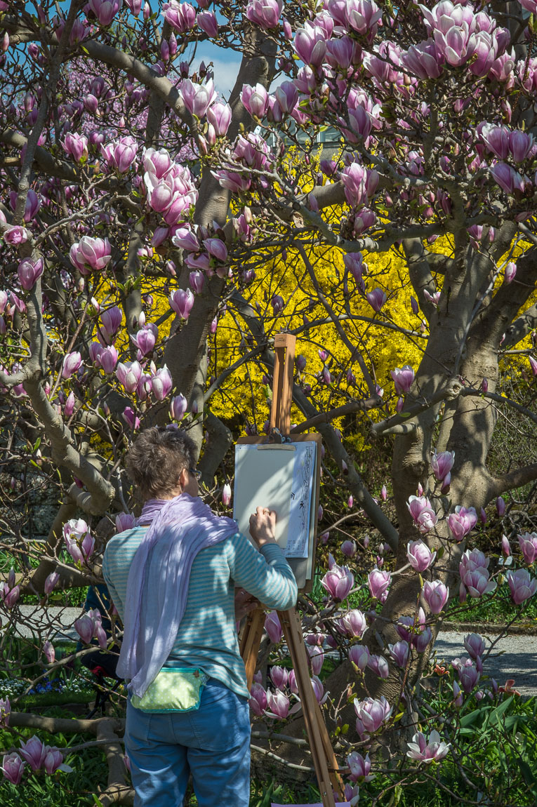 Magnolienmalerin