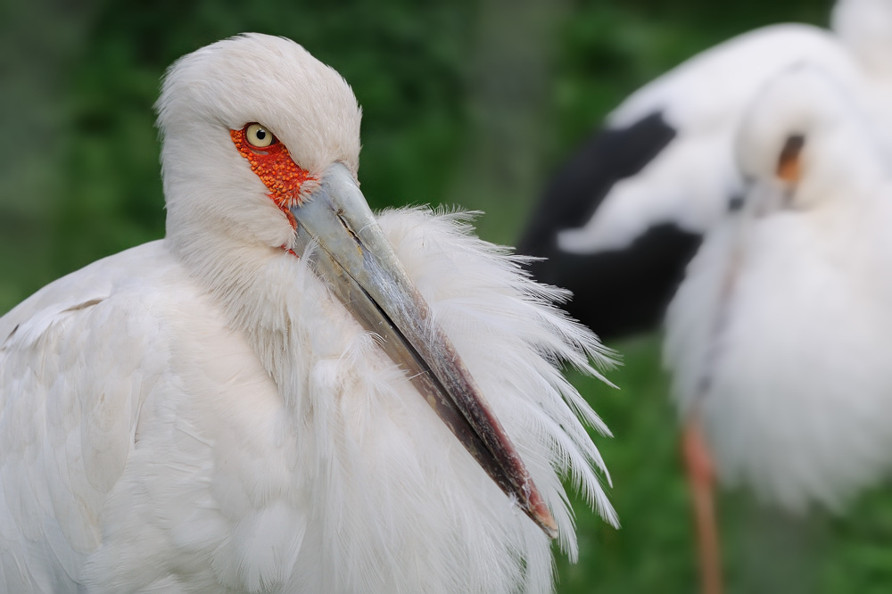 Maguaristorch
Zoo Berlin