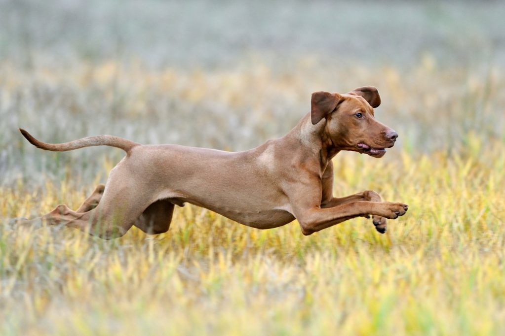 Magyar Vizsla