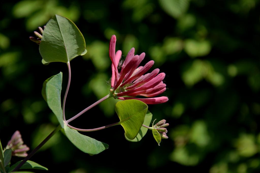 Mai 09 Geisblatt in unserem Garten

Nikon D90 mit Zoom Objektiv 18-105mm