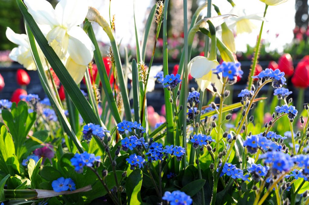 Mainau 003