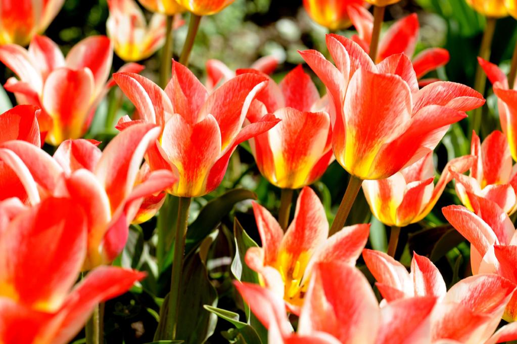 Mainau 005