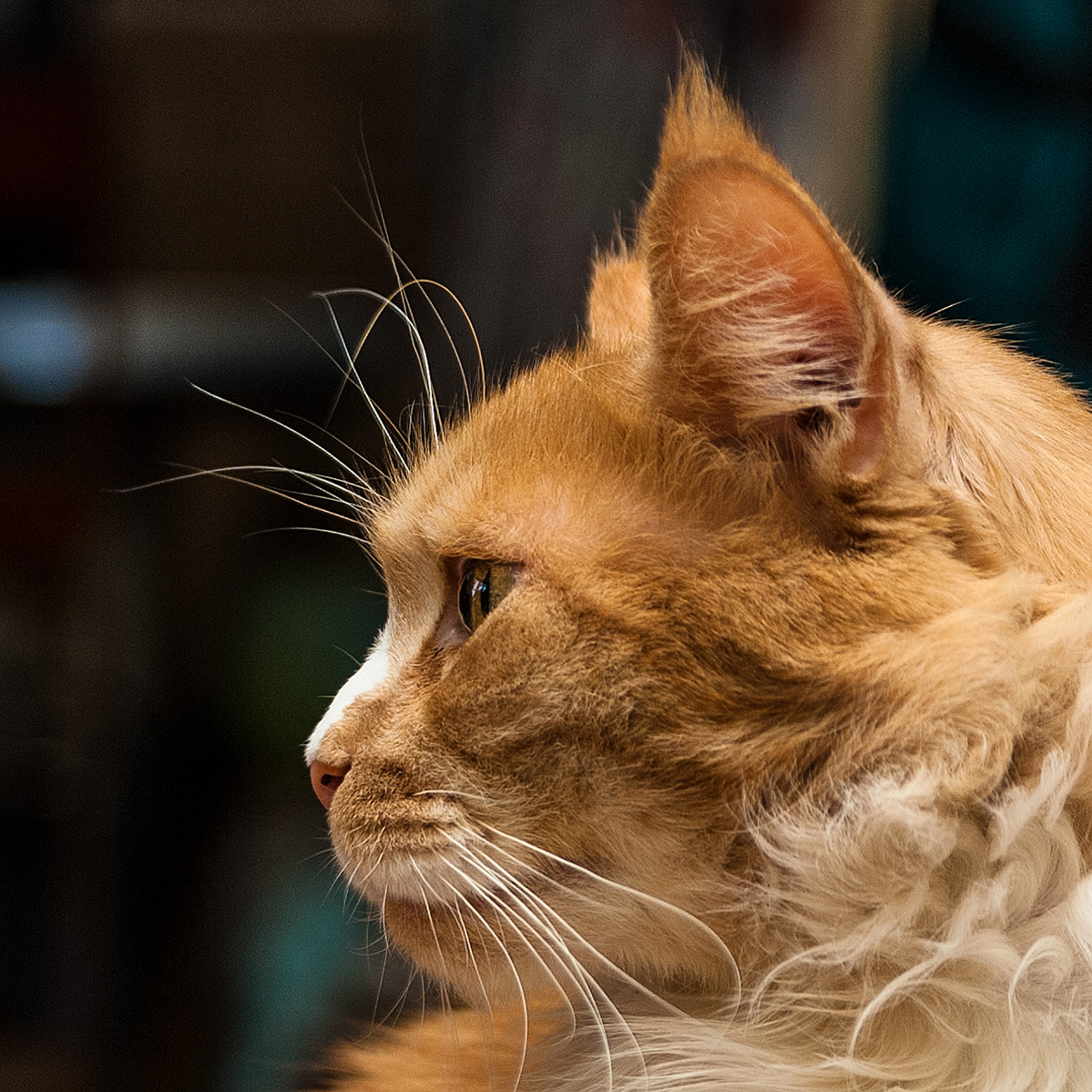 MaineCoon Leo