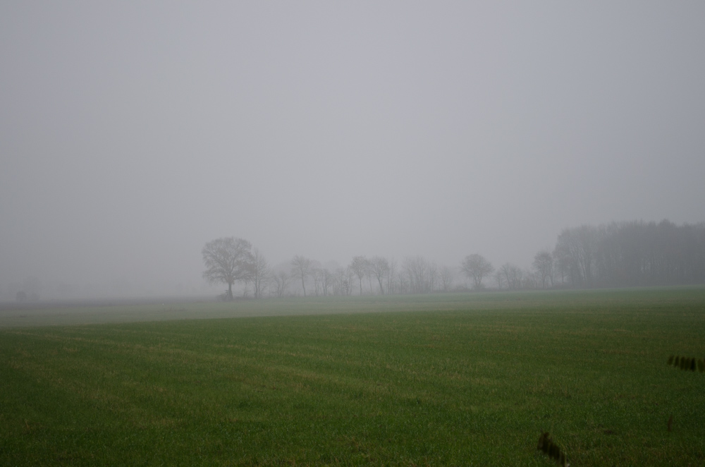 Maisfeld im Nebel