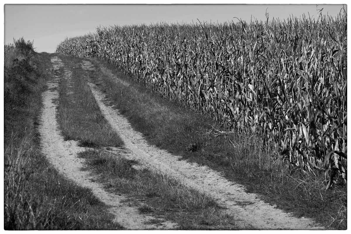 Maisweg_BW 3.jpg