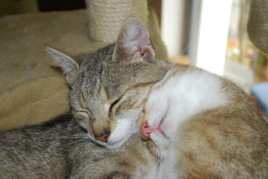 Maja &amp; Sari