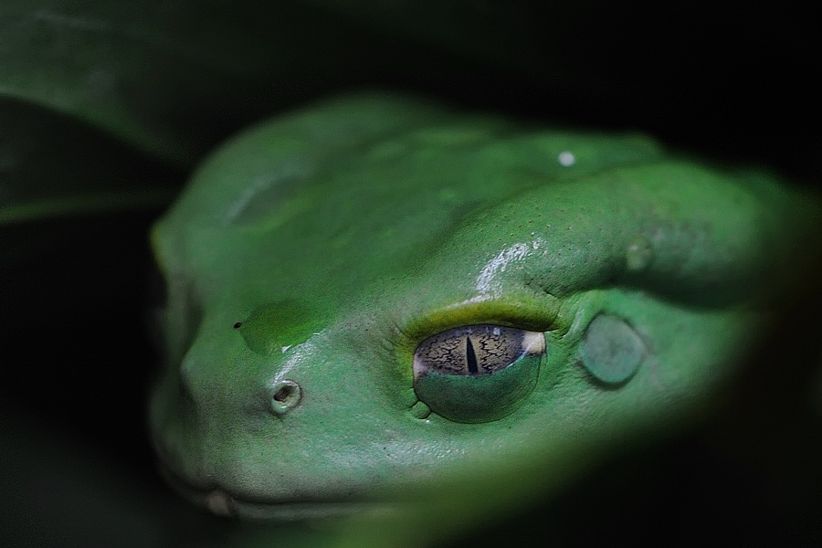 Makifrosch
Exotarium Zoo Frankfurt